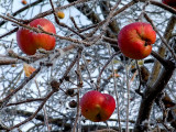 Apples (among the Ice Crystals)
