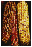 Three Corns * <br> by Derya Uzturk