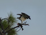 Osprey and His Prey*