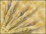 <b>HM</b><br>Enchanted Wheat