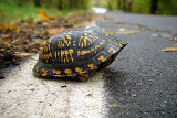 Destination...Hibernation*