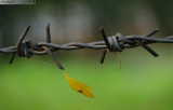 Not allowed to Fall<br>by Awais Yaqub