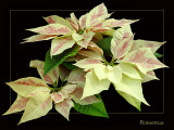 <b>7th</b><br>Seasonal Delight<br>by MFC