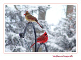 <b>3rd</b><br>Northern Cardinals<br>by Bev Brink