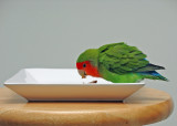 <B>Treat Time for Bogey</b>