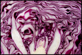 Cabbage Cross-Section<BR>by photocat37