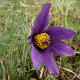 Prairie Crocus<br>by LesleyON