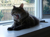 Yawning<br>by Cameron99