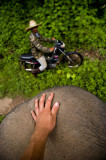 Elephant and a motorbike<br/>by Wojtas