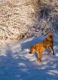 Morning Light on Fresh Snow* <br> by mlynn