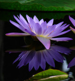 <b>HM</b><br>Water Lily Reflections*