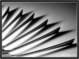 <b>3rd Place Tie</b><br>Forked