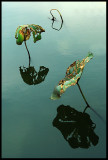 <b>7th Place Tie</b><br>Dying lotus *<br>by NicoChina