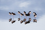 <b>5th Place Tie</b><br>Sleeping Stilts