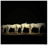 <b>7th Place Tie</b><br>night falls on white horses<BR>by irish_eye