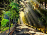 <b>8th Place Tie</b><br>In the Forrest