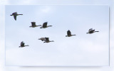 geese formation