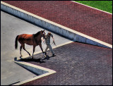horse walkway