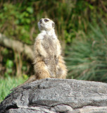 Meerkat on Guard* <br> by hawkeye978