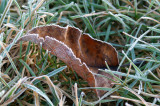 Frosty Leaf <br>by cap624