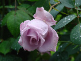 Rain on a Rose<br>by Ed Lindquist