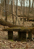 concrete tables in the woods<br>by Tessa HD Campbell