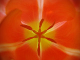 Inside a tulip - original