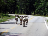 Heading Down the Highway