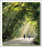 1st: biking among trees of green