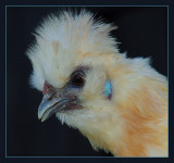 t6%2f06%2f8406%2f4%2f85806006.Cc6DKJk5.jpg