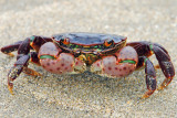 Tiny Shore Crab<br>Please do not vote