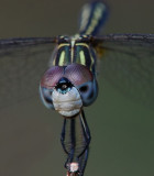 <b>1st Place</b><br>Quasi Dragonfly<br>by Sky