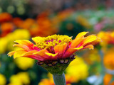 Indian Summer Zinnia