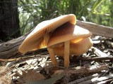 Agrocybe praecox<br>by Ruth Jackson