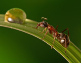 <b>1st Place</b><br>Ant-ology<br>by MCsaba