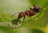 <b>2nd Place</b><br>Ant-ology II<br>by MCsaba