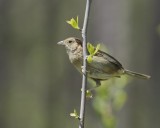 Bachmans Sparrow, Splinter Hill Bog, Mobile, AL, April 2013