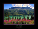 Fireweed, Lake Bennett & Clouds