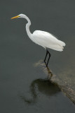 Egret