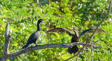 12132006-Punta Manglar-Z-090