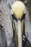 Pelican-2