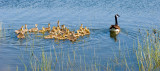 Mama Goose with a gaggle of goslings