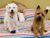 Looie and Remley On the bed