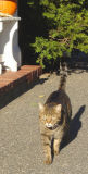 rocky the tabby