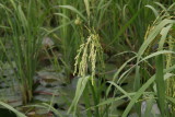 rice plants close up