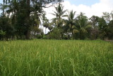 rice field close up