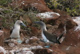 blue-footed boobies mating ritual, spot the lifting of left leg