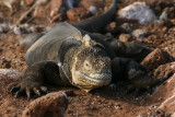 Galapagos land iguana