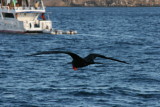 frigatebird in flight