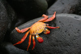 Espanola Island: sally lightfoot crab